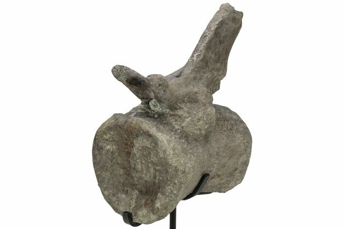 Sauropod Dinosaur (Camarasaurus) Caudal Vertebra - Colorado #209201